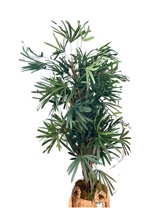 Faux Broadleaf Lady Palm