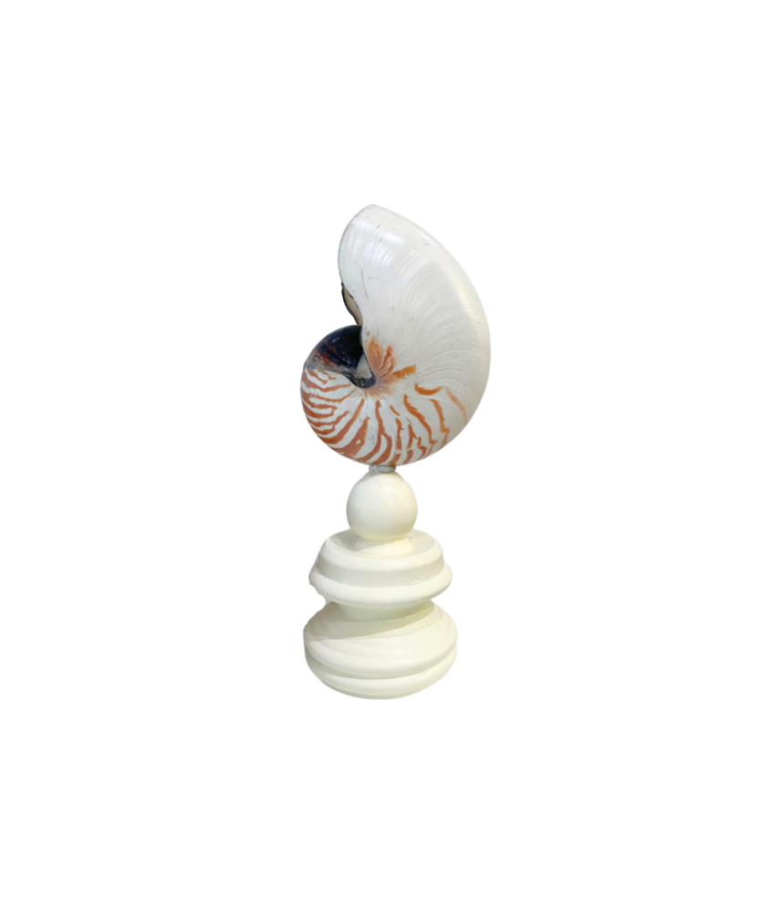 Nautilus Shell on Custom Stand