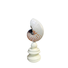 Nautilus Shell on Custom Stand