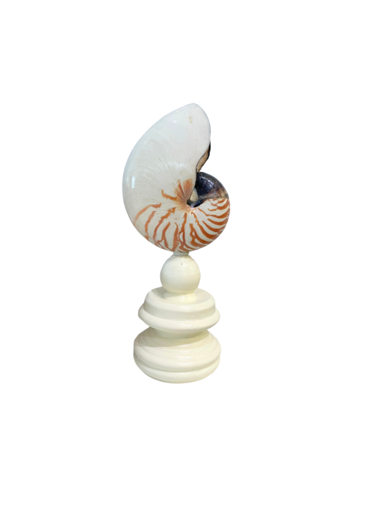 Nautilus Shell on Custom Stand