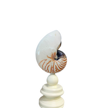 Nautilus Shell on Custom Stand