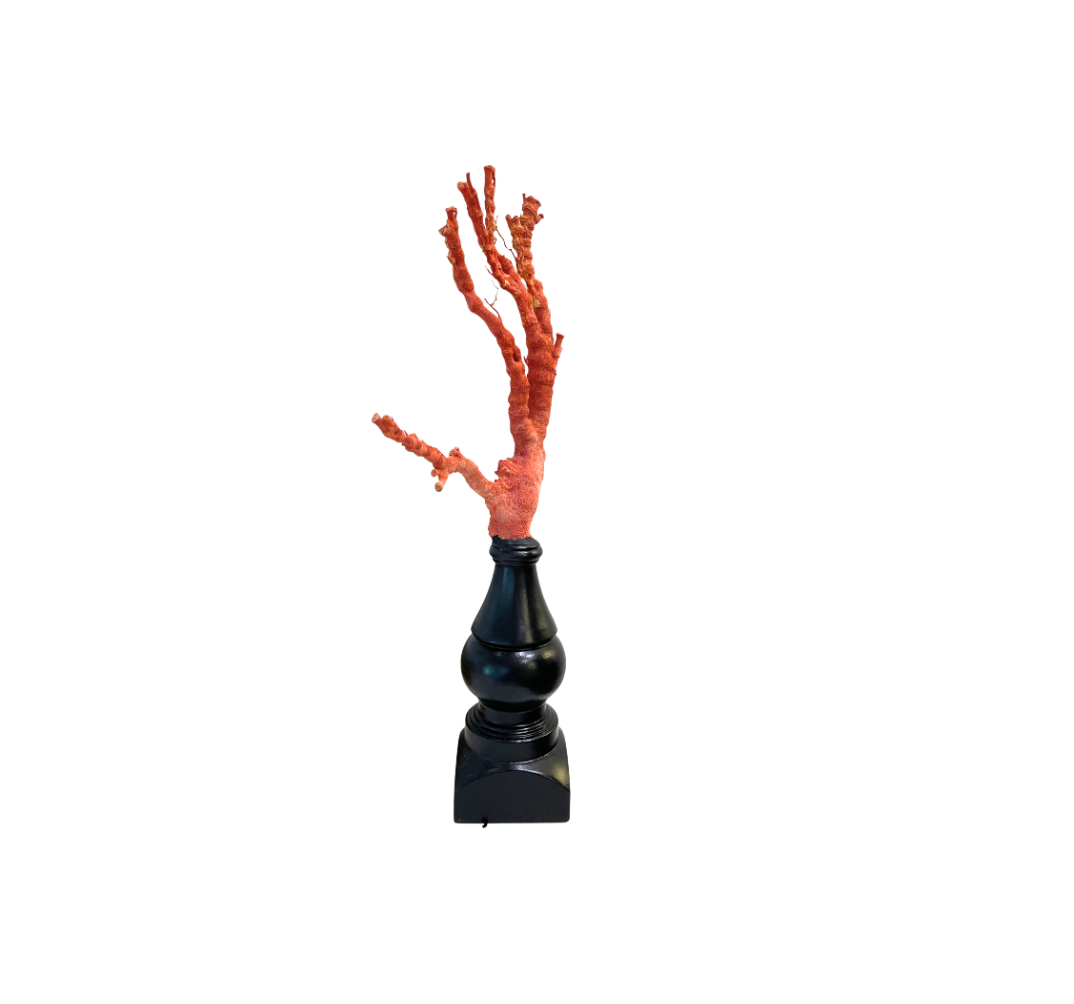 Rare Natural Italian Red Coral Branch on Hand Carved Base