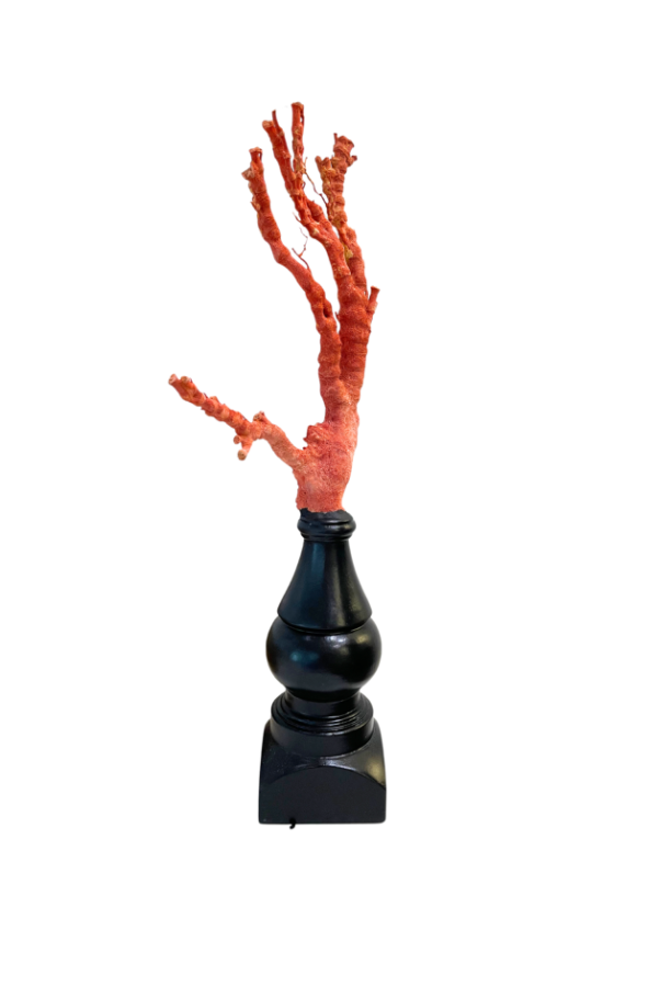 Rare Natural Italian Red Coral Branch on Hand Carved Base