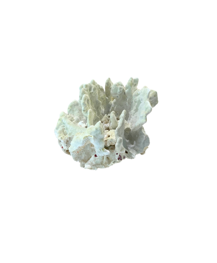 Moss-Green Natural Coral Specimen