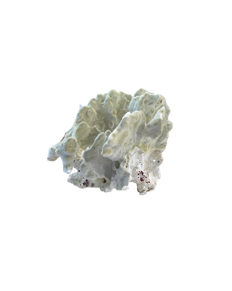 Moss-Green Natural Coral Specimen