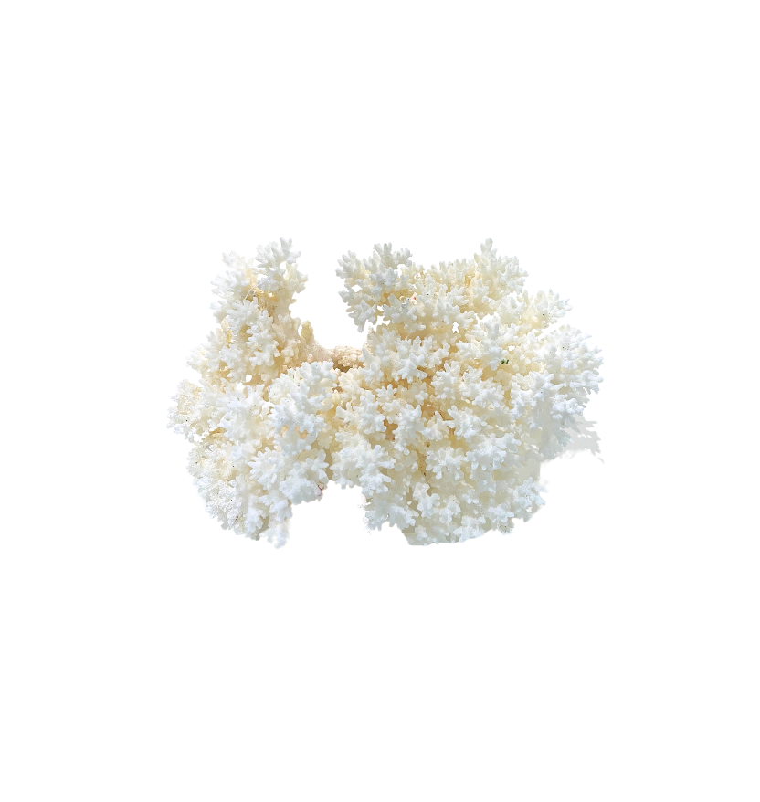 Natural White Lace Coral Specimen