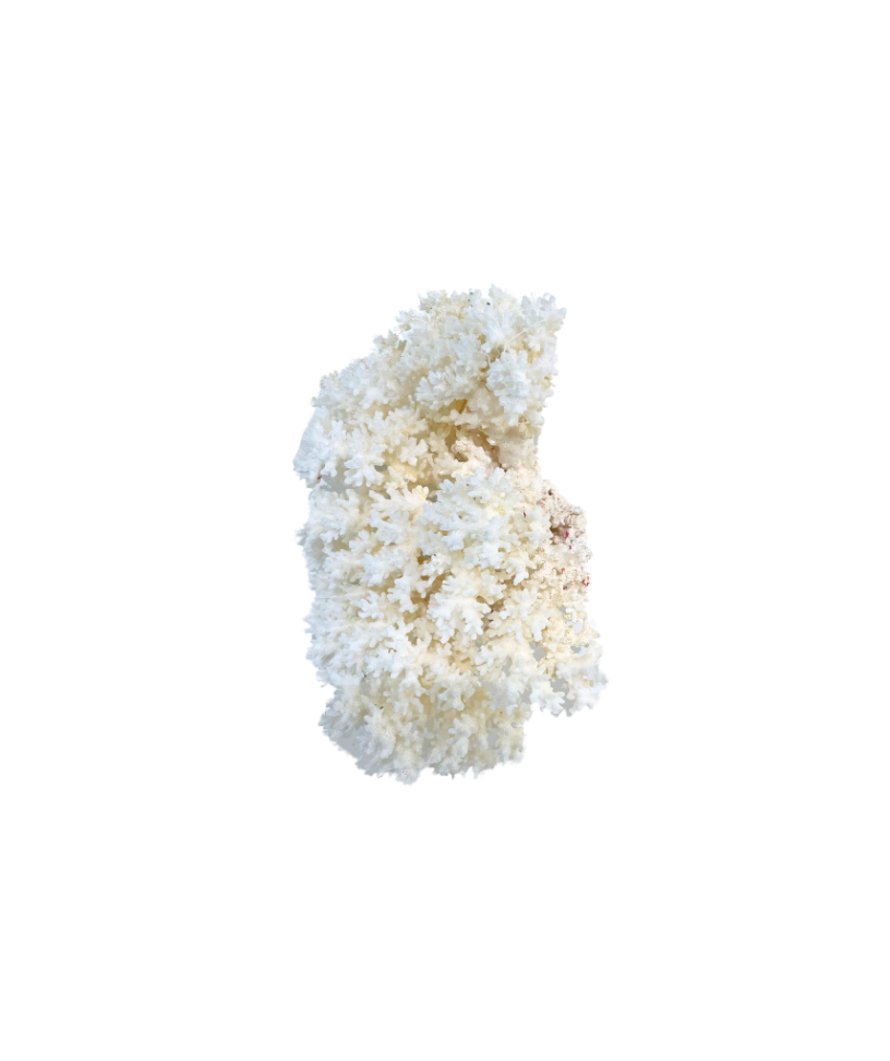 Natural White Lace Coral Specimen