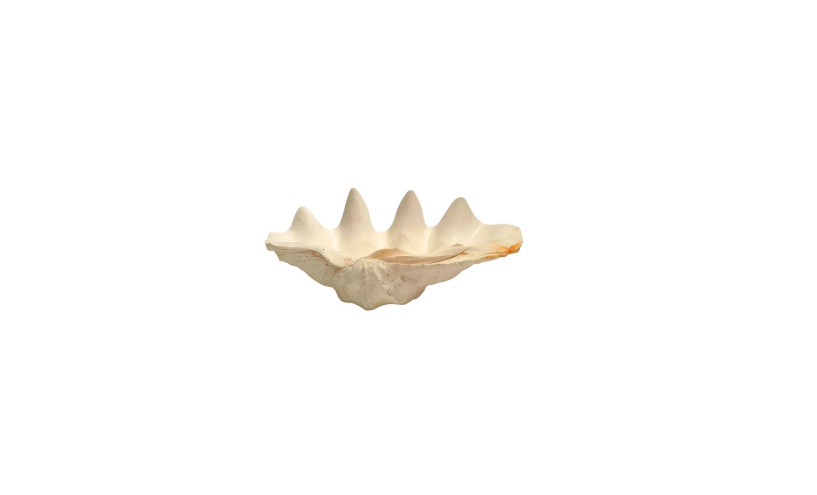 Gigas Tridacna Clam Shell Bowl