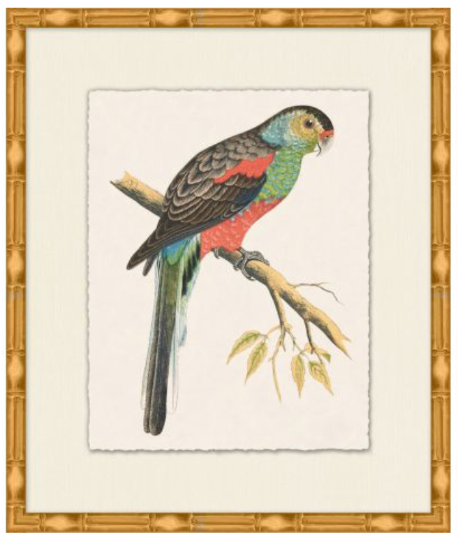 Rollins Tropical Parrot 1