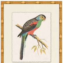 Rollins Tropical Parrot 1