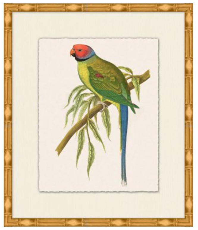 Rollins Tropical Parrot 2