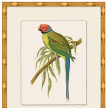 Rollins Tropical Parrot 2