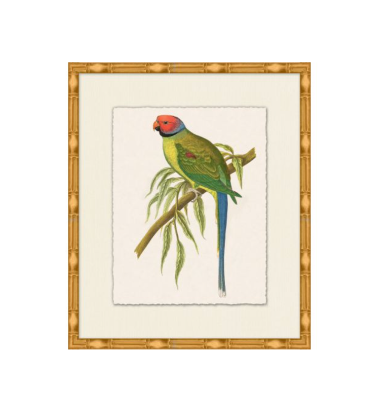 Rollins Tropical Parrot 2