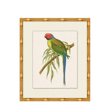 Rollins Tropical Parrot 2