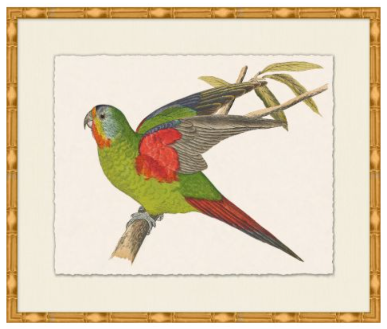 Rollins Tropical Parrot 3