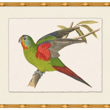 Rollins Tropical Parrot 3