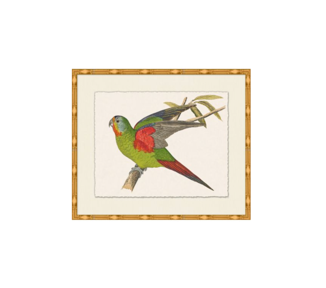 Rollins Tropical Parrot 3