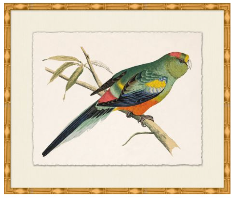 Rollins Tropical Parrot 4