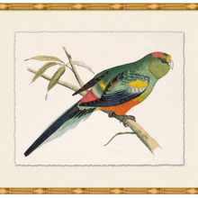 Rollins Tropical Parrot 4