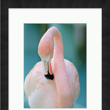 Pink Flamingo