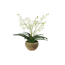 Faux White Vanda Orchid in Coquito Planter