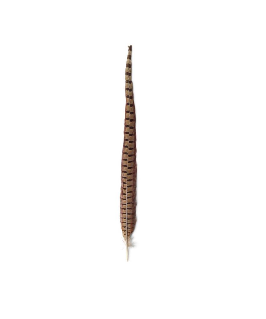 Pheasant Feather