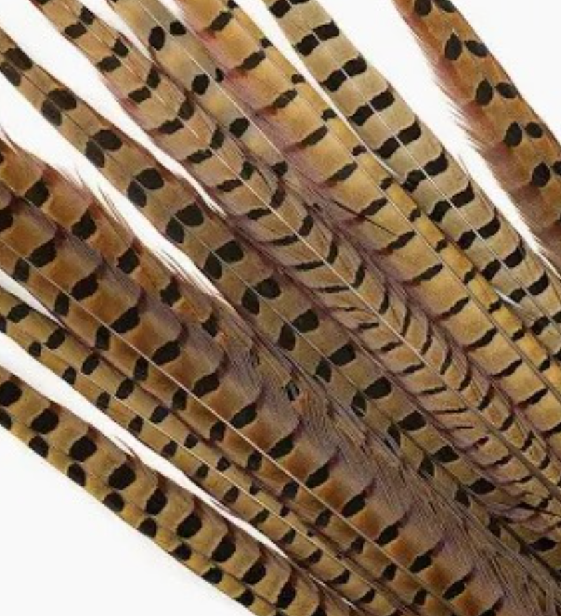 Pheasant Feather