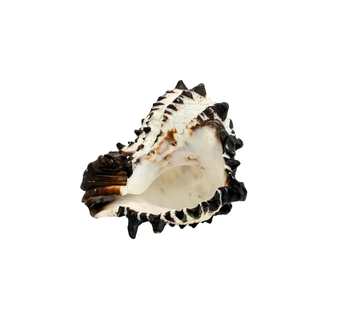 Black and White Murex Shell