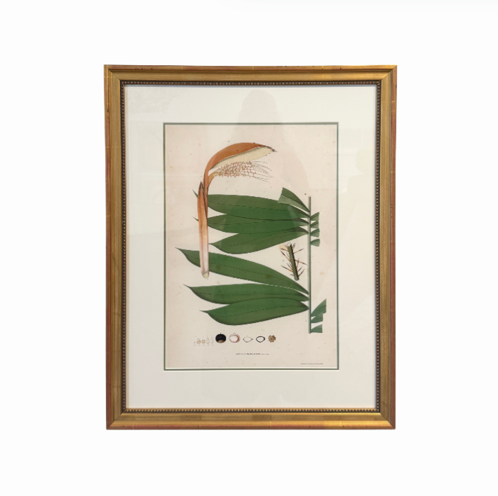 Botanical Palm Leaf Print