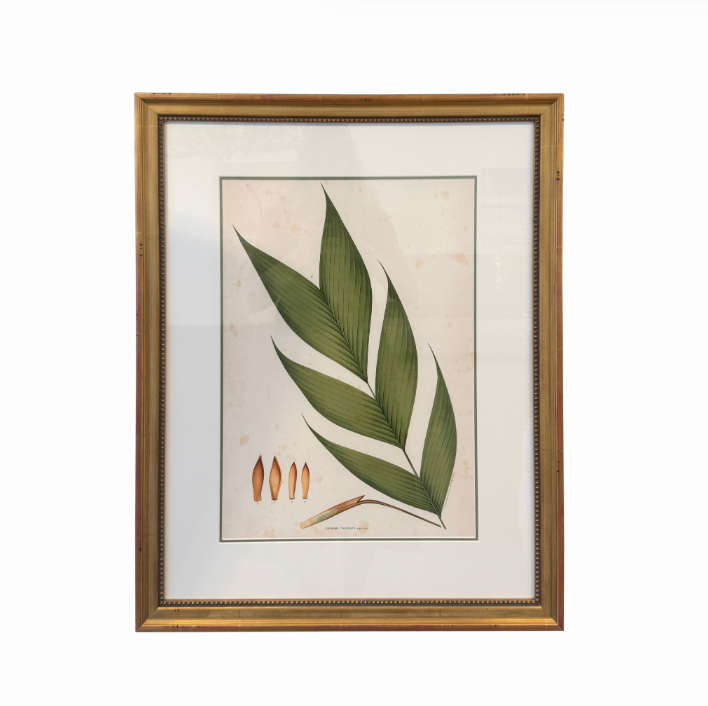 Botanical Palm Leaf Print