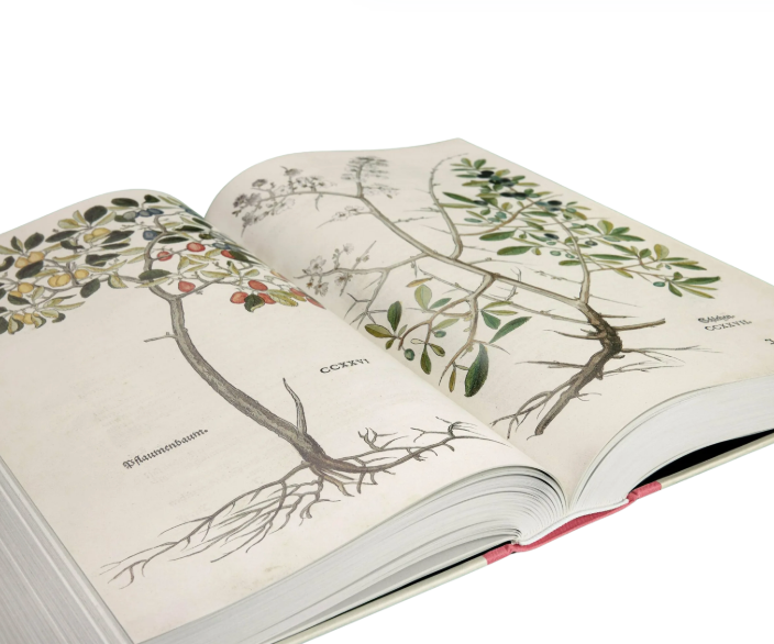 Leonhart Fuchs. The New Herbal