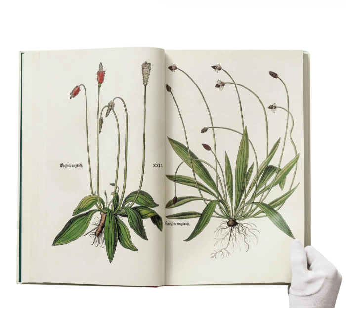 Leonhart Fuchs. The New Herbal