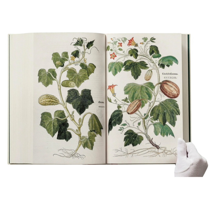 Leonhart Fuchs. The New Herbal