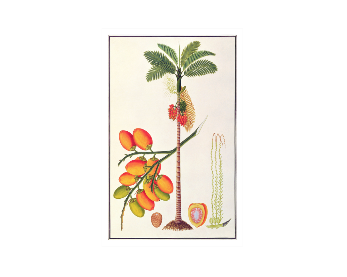 Anglo Indian Tree Vol. 4