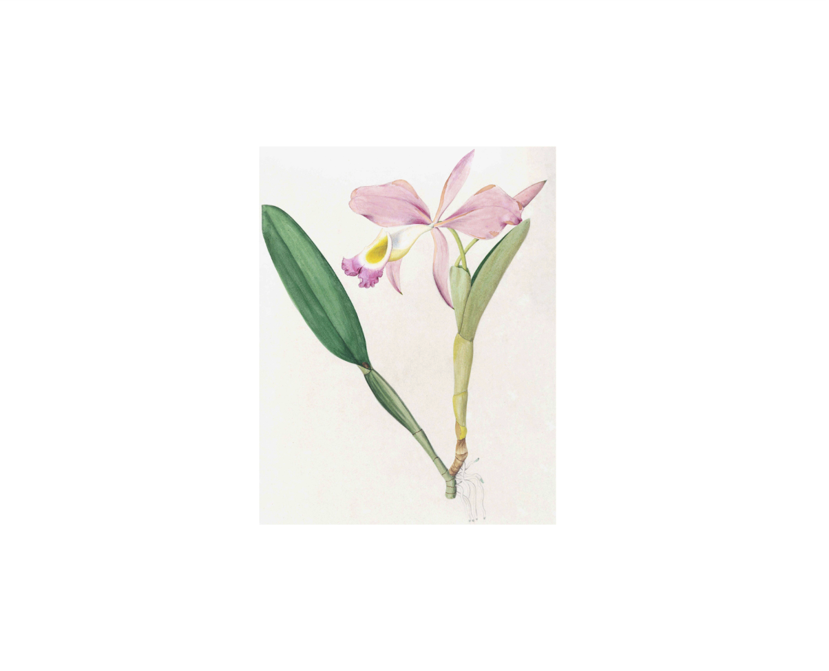 Brazilian Orchids Vol. 2