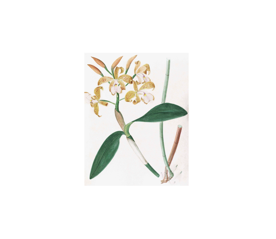 Brazilian Orchids Vol. 3