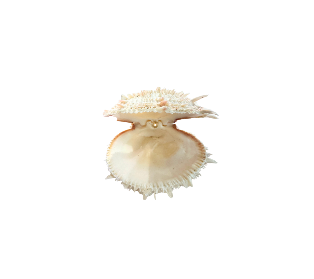 Spiny Oyster Shell with Natural Hinge