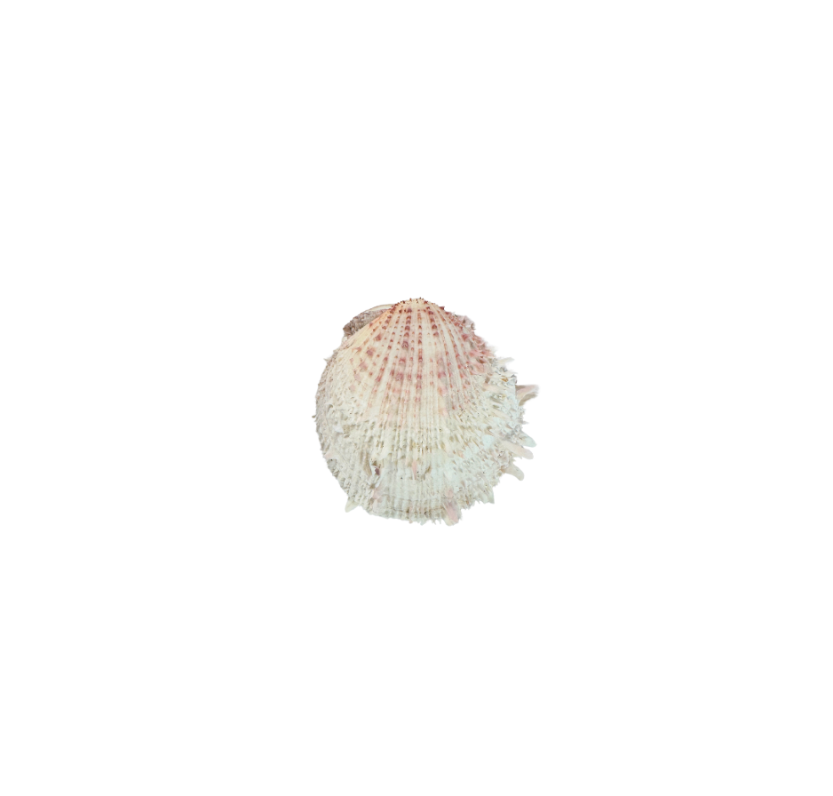 Spiny Oyster Shell with Natural Hinge