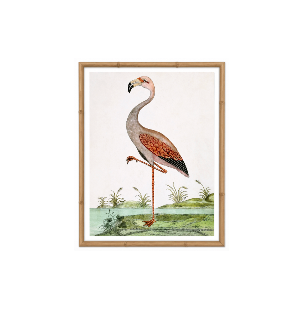English Aquatic Bird I
