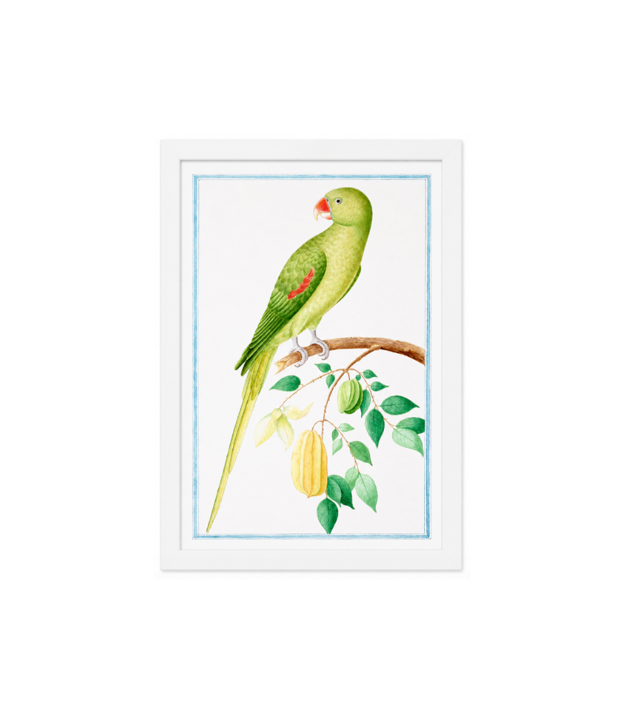 Ceylon Fauna I