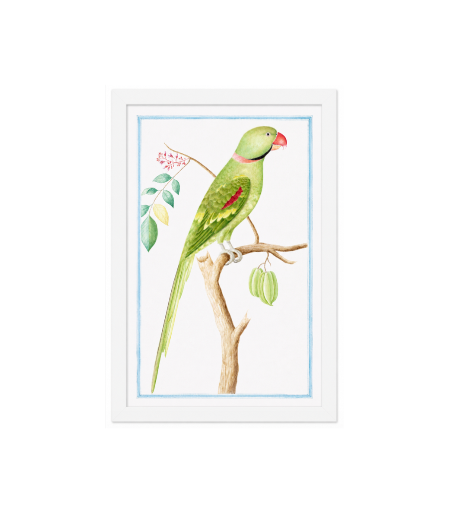 Ceylon Fauna II