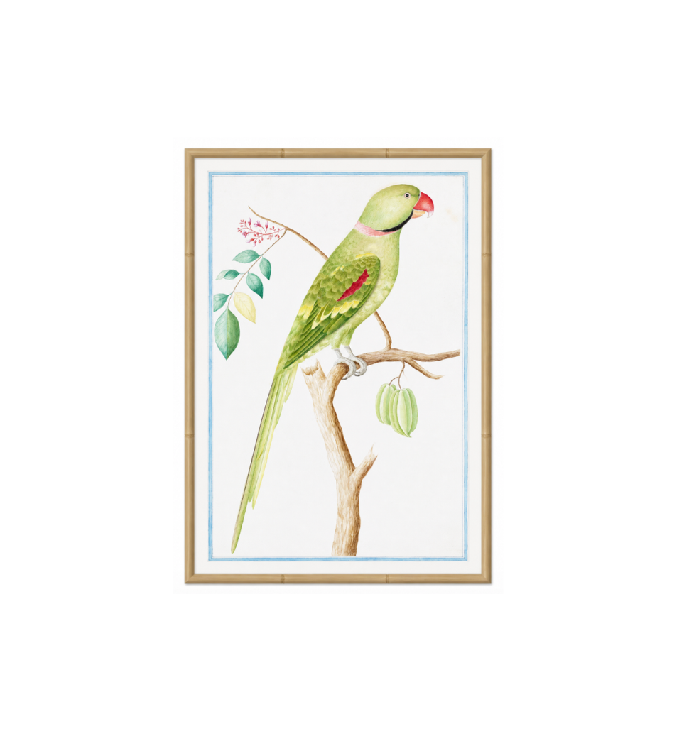 Ceylon Fauna II