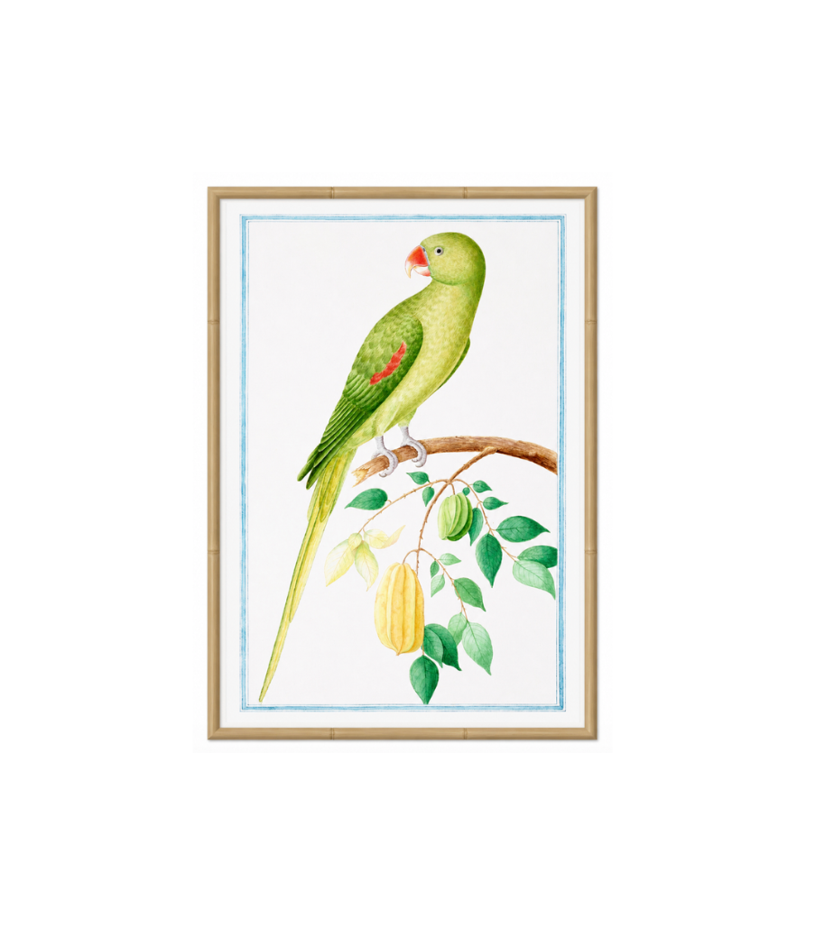 Ceylon Fauna I