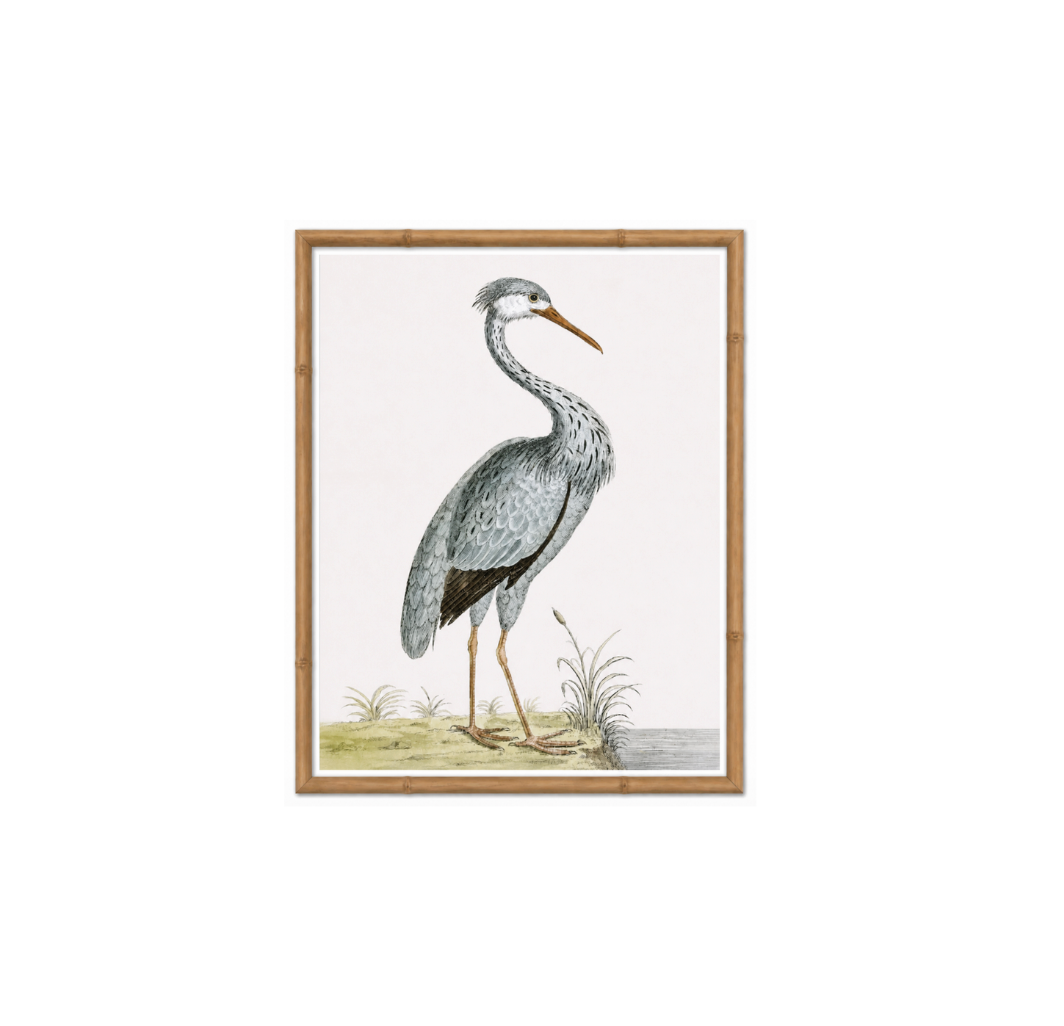 English Aquatic Bird IV