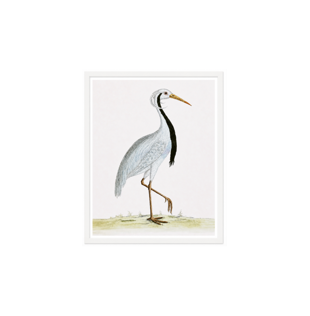 English Aquatic Bird V