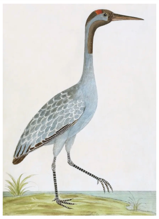 English Aquatic Bird VI