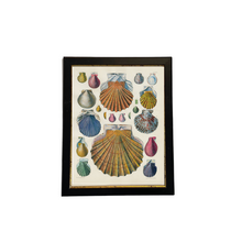 Colorful Shell Collection