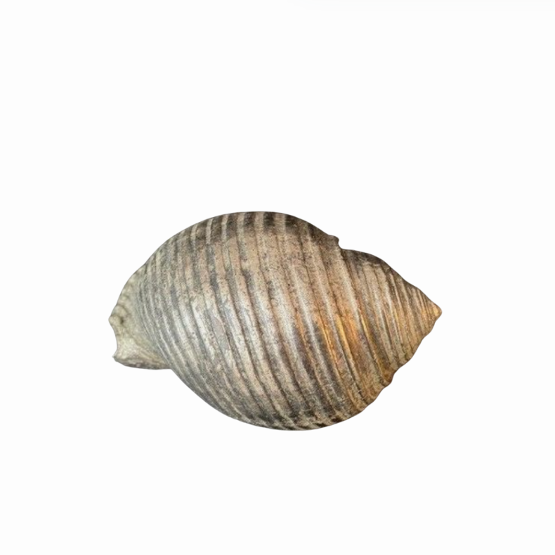 Vintage Silver Plated Seashell