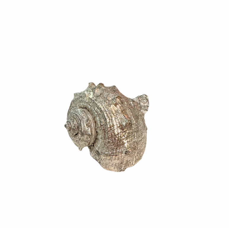Silver Plated Seashells