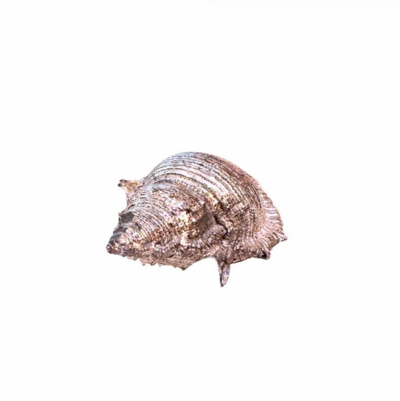 Silver Plated Seashells